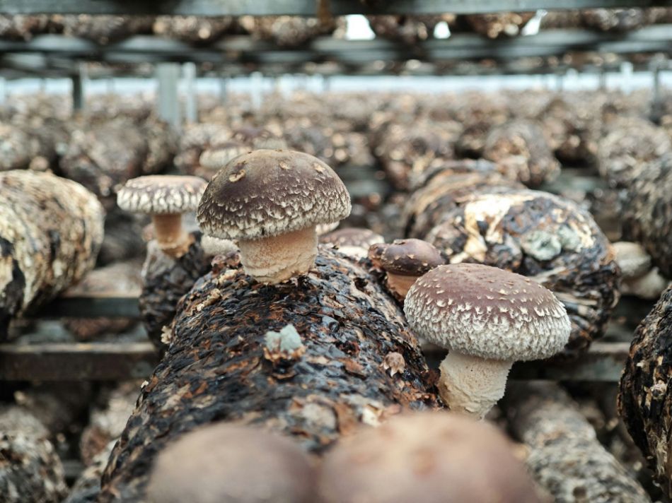Indoor vs. outdoor growing: what's the difference?